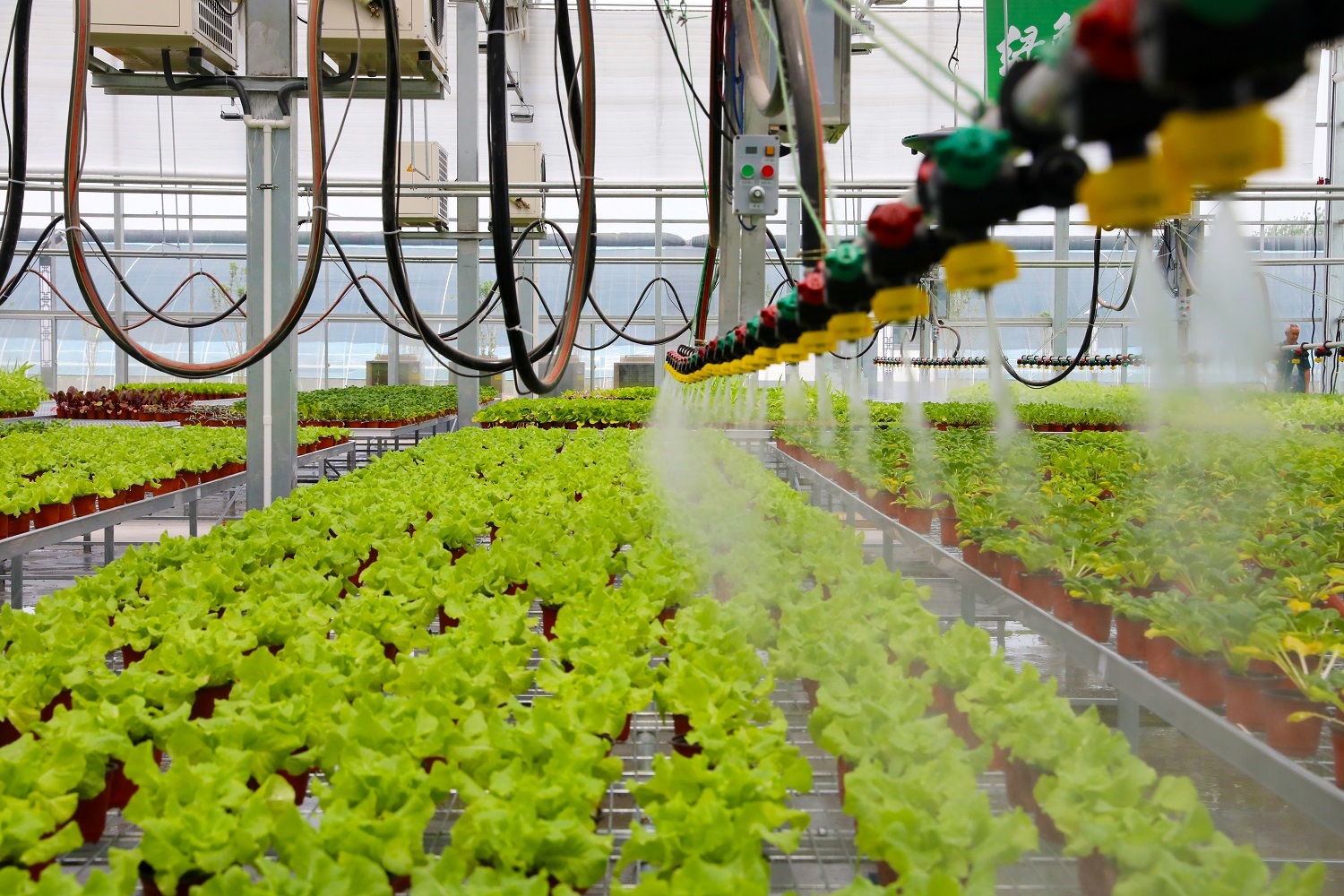 第八屆京津冀蔬菜產業發展大會 2000余種農產品與創新成果集中展示，盒馬等知名企業齊聚覓商機