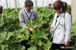 菏澤牡丹區沙土鎮 特色果蔬與苗木種植雙輪驅動，繪就助農增收新畫卷