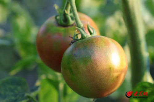 鹽堿地里種出“金疙瘩”——東營田之源黃河口農品的苗木種植奇跡