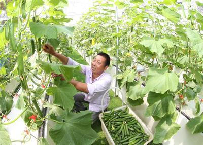 浙江安吉 無土栽培技術引領果蔬種植新風尚，綠色健康產品新鮮上市