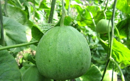 河南尉氏縣 因地制宜發展果蔬種植，水坡鎮綠寶甜瓜變身“金瓜”