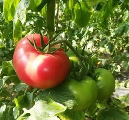 2018年北京農業好基地探訪 密聯益果蔬種植專業合作社的苗木種植之道