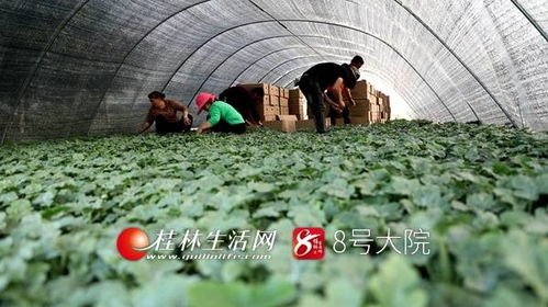 新坪幼苗育希望 苗木產業促增收——荔浦新坪鎮發展特色苗木培育助農致富紀實